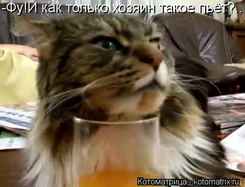 -Фу!И как только хозяин такое пьёт?..... Котоматрица: -Фу!И как только хозяин такое пьёт?..