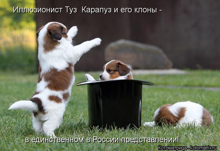 Иллюзионист Туз Карапуз и его клоны - в единственном в России представлении!... Котоматрица: Иллюзионист Туз Карапуз и его клоны - в единственном в России представлении!