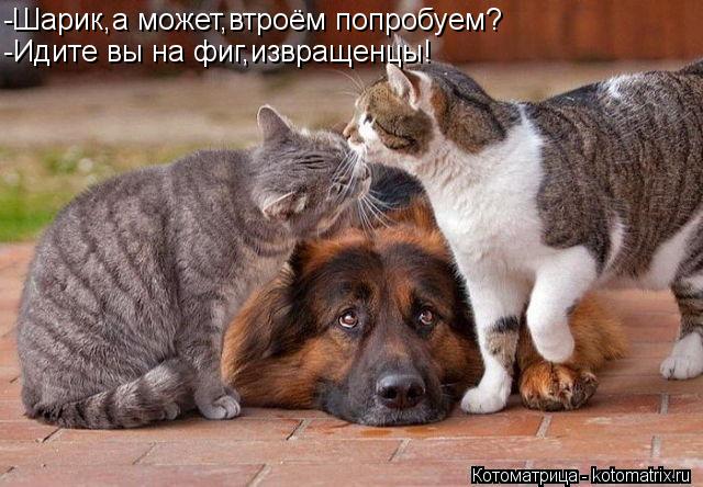 -Шарик,а может,втроём попробуем? -Идите вы на фиг,извращенцы!... Котоматрица: -Шарик,а может,втроём попробуем? -Идите вы на фиг,извращенцы!