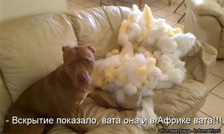 - Вскрытие показало, вата она и в Африке вата!!!... Котоматрица: - Вскрытие показало, вата она и в Африке вата!!!