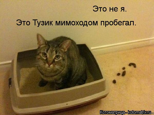 Котоматрица: Это не я. Это Тузик мимоходом пробегал.