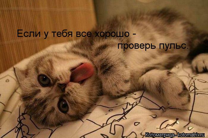 Если у тебя все хорошо - проверь пульс.... Котоматрица: Если у тебя все хорошо - проверь пульс.