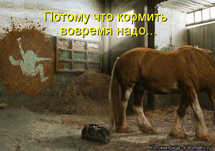 Потому что кормить вовремя надо...... Котоматрица: Потому что кормить вовремя надо...