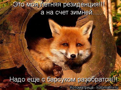 Это моя летняя резиденция!!! а на счет зимней..... Надо еще с барсуком разобратся!!!... Котоматрица: Это моя летняя резиденция!!! а на счет зимней..... Надо еще с барсуком разобратся!!!
