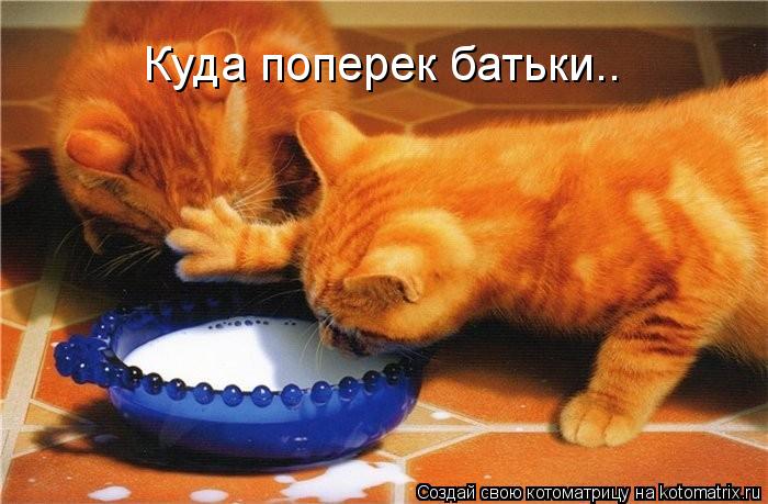 Куда поперек батьки..... Котоматрица: Куда поперек батьки..