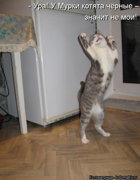 - Ура! У Мурки котята чёрные – значит не мои!... Котоматрица: - Ура! У Мурки котята чёрные – значит не мои!