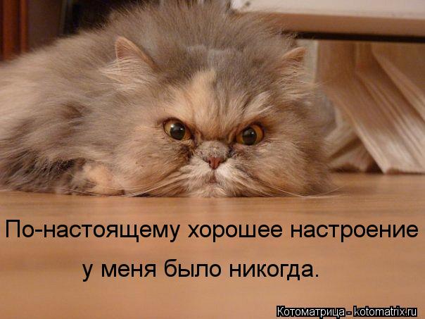 Котоматрица: По-настоящему хорошее настроение у меня было никогда.