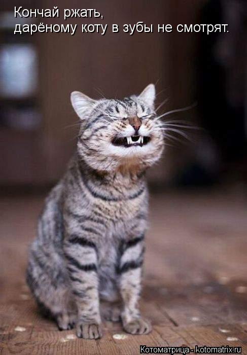 Котоматрица: Кончай ржать, дарёному коту в зубы не смотрят.