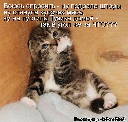 Боюсь спросить - ну подрала шторы, ну стянула кусочек мяса, ну не пустила Тузика домой - так в угол ж... Котоматрица: Боюсь спросить - ну подрала шторы, ну стянула кусочек мяса, ну не пустила Тузика домой - так в угол же за ЧТО???