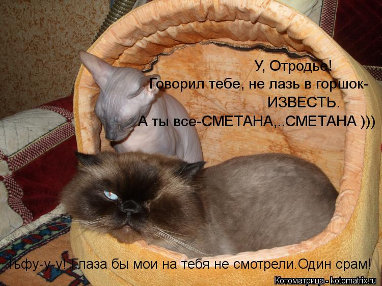 У, Отродье! Говорил тебе, не лазь в горшок- ИЗВЕСТЬ. А ты все-СМЕТАНА,..СМЕТАНА ))) Тьфу-у-у! Глаза б... Котоматрица: У, Отродье! Говорил тебе, не лазь в горшок- ИЗВЕСТЬ. А ты все-СМЕТАНА,..СМЕТАНА ))) Тьфу-у-у! Глаза бы мои на тебя не смотрели.Один срам!