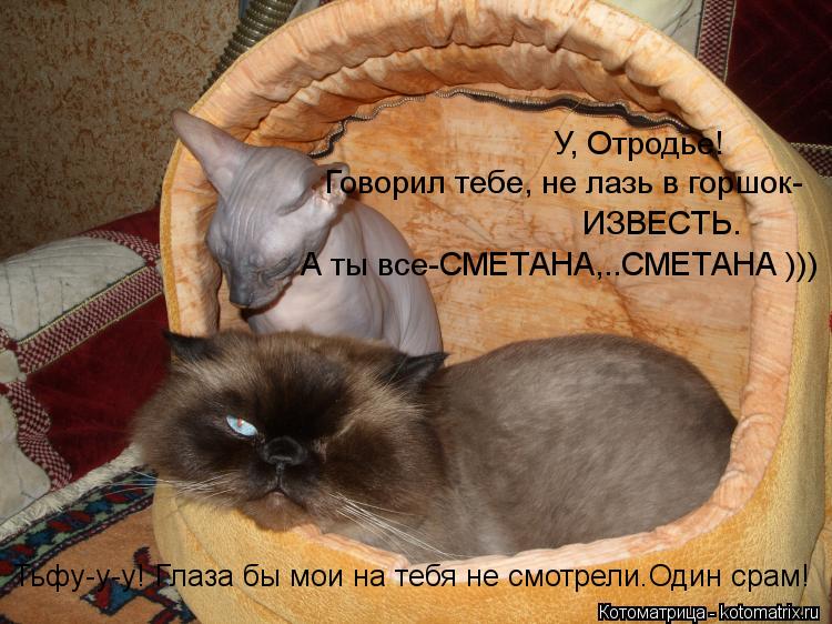 Котоматрица: У, Отродье! Говорил тебе, не лазь в горшок- ИЗВЕСТЬ. А ты все-СМЕТАНА,..СМЕТАНА ))) Тьфу-у-у! Глаза бы мои на тебя не смотрели.Один срам!