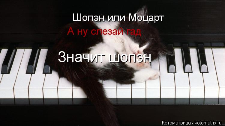 Шопэн или Моцарт А ну слезай гад Значит шопэн... Котоматрица: Шопэн или Моцарт А ну слезай гад Значит шопэн