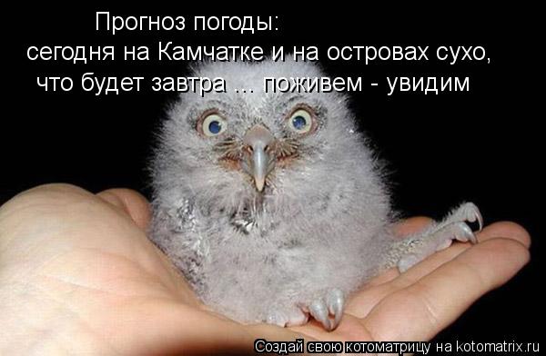 Котоматрица: Прогноз погоды: сегодня на Камчатке и на островах сухо, что будет завтра ... поживем - увидим