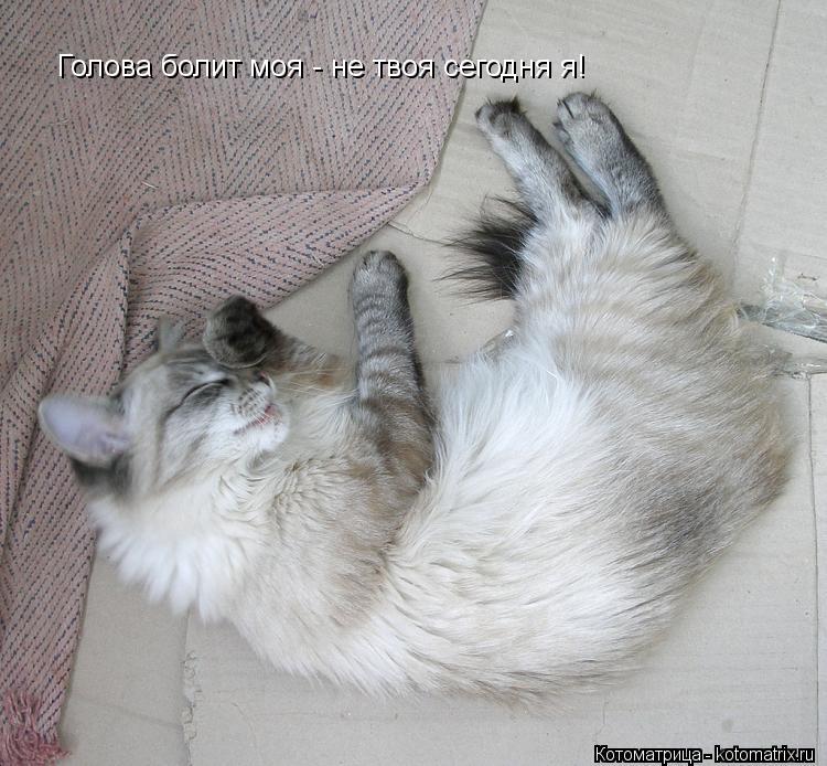Голова болит моя - не твоя сегодня я!... Котоматрица: Голова болит моя - не твоя сегодня я!