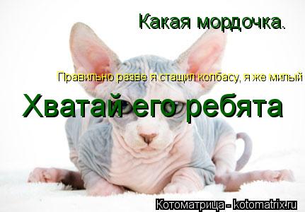 Какая мордочка. Правильно разве я стащил колбасу, я же милый Правильно разве я стащил колбасу, я же м... Котоматрица: Какая мордочка. Правильно разве я стащил колбасу, я же милый Правильно разве я стащил колбасу, я же милый Хватай его ребята
