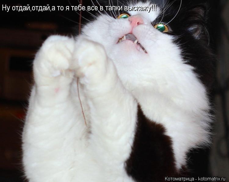 Ну отдай,отдай,а то я тебе все в тапки выскажу!!!... Котоматрица: Ну отдай,отдай,а то я тебе все в тапки выскажу!!!
