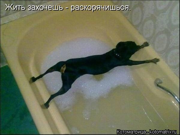 Жить захочешь - раскорячишься.... Котоматрица: Жить захочешь - раскорячишься.