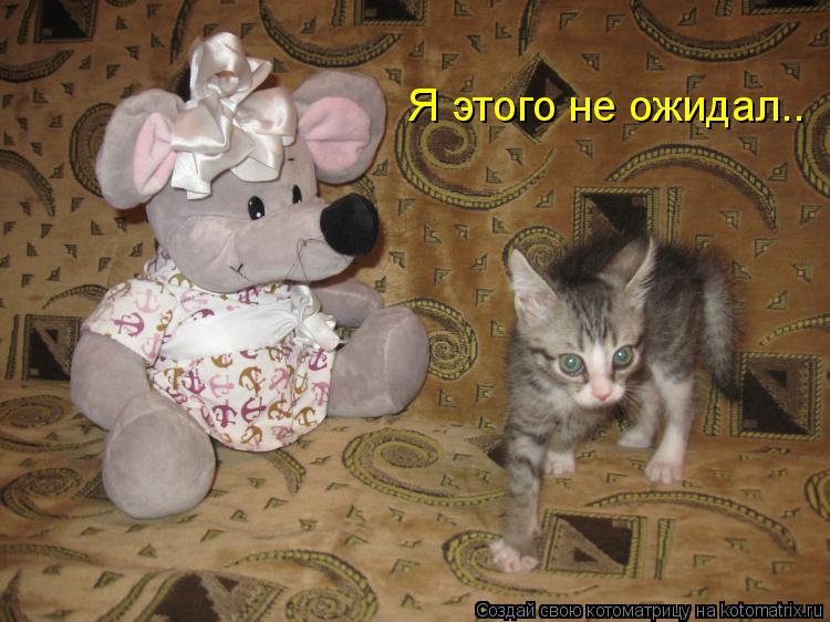 Я этого не ожидал..... Котоматрица: Я этого не ожидал..