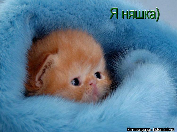 Я няшка) Я няшка) Я няшка)... Котоматрица: Я няшка) Я няшка) Я няшка)