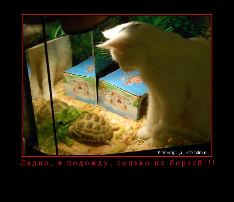 Котоматрица: Ладно, я подожду, только не борзей!!! 