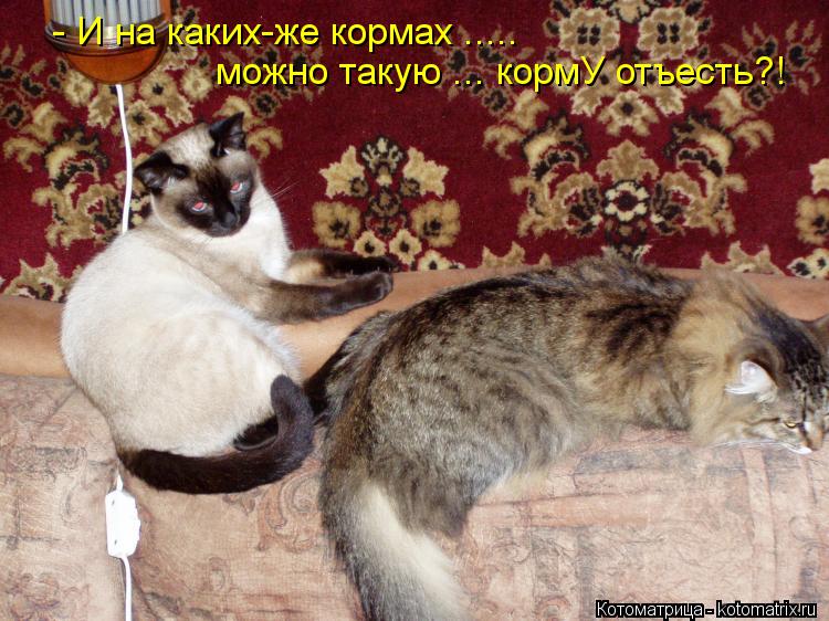 Котоматрица: - И на каких-же кормах ..... можно такую ... кормУ отъесть?!
