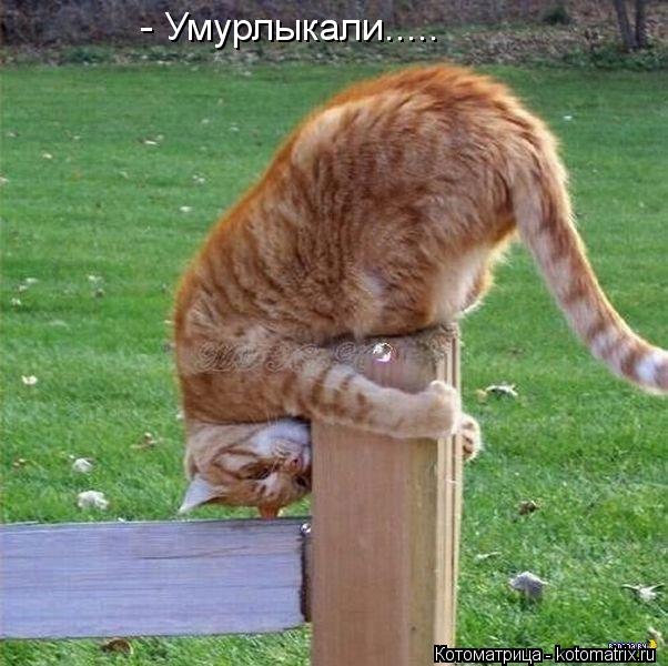 Котоматрица: - Умурлыкали.....