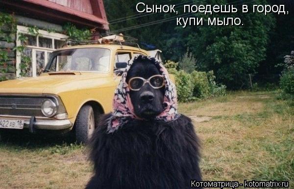 Сынок, поедешь в город, купи мыло.... Котоматрица: Сынок, поедешь в город, купи мыло.