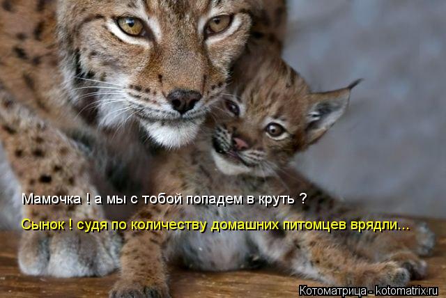 Мамочка ! а мы с тобой попадем в круть ? Сынок ! судя по количеству домашних питомцев врядли...... Котоматрица: Мамочка ! а мы с тобой попадем в круть ? Сынок ! судя по количеству домашних питомцев врядли...