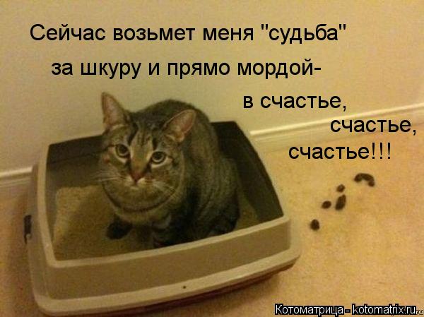 Котоматрица: Сейчас возьмет меня "судьба" за шкуру и прямо мордой- в счастье,  счастье,  счастье!!!