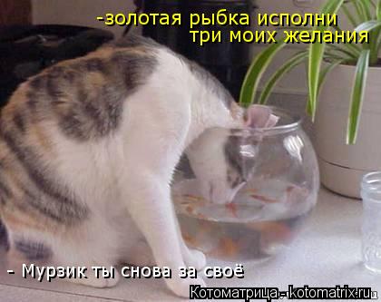 Котоматрица: -золотая рыбка исполни  три моих желания - Мурзик ты снова за своё