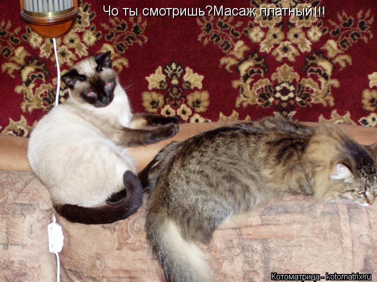 Чо ты смотришь?Масаж платный !!!... Котоматрица: Чо ты смотришь?Масаж платный !!!