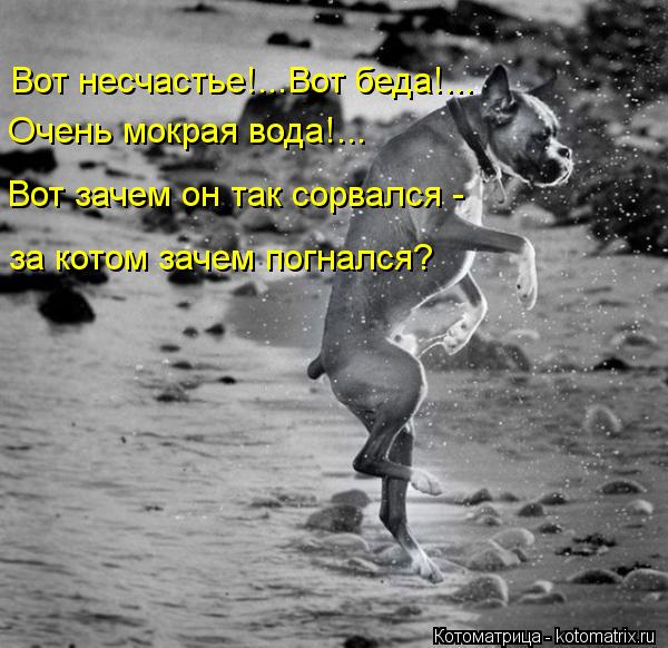 Вот несчастье!...Вот беда!... Очень мокрая вода!... Вот зачем он так сорвался - за котом зачем погнал... Котоматрица: Вот несчастье!...Вот беда!... Очень мокрая вода!... Вот зачем он так сорвался - за котом зачем погнался?