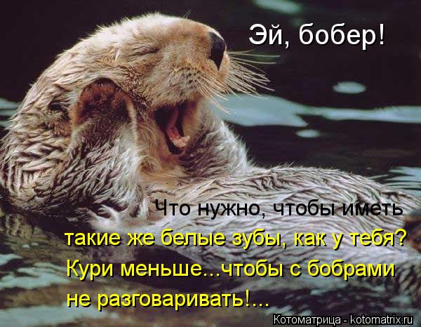Эй, бобер! Что нужно, чтобы иметь такие же белые зубы, как у тебя? Кури меньше...чтобы с бобрами не р... Котоматрица: Эй, бобер! Что нужно, чтобы иметь такие же белые зубы, как у тебя? Кури меньше...чтобы с бобрами не разговаривать!...