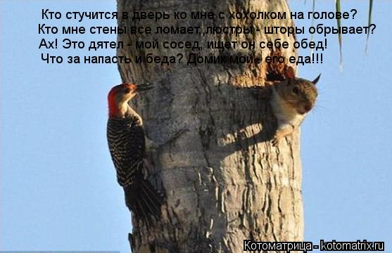 Кто стучится в дверь ко мне с хохолком на голове? Кто мне стены все ломает, люстры - шторы обрывает? ... Котоматрица: Кто стучится в дверь ко мне с хохолком на голове? Кто мне стены все ломает, люстры - шторы обрывает? Ах! Это дятел - мой сосед, ищет он себе обед