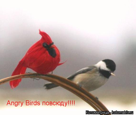 Котоматрица: Angry Birds повсюду!!!!