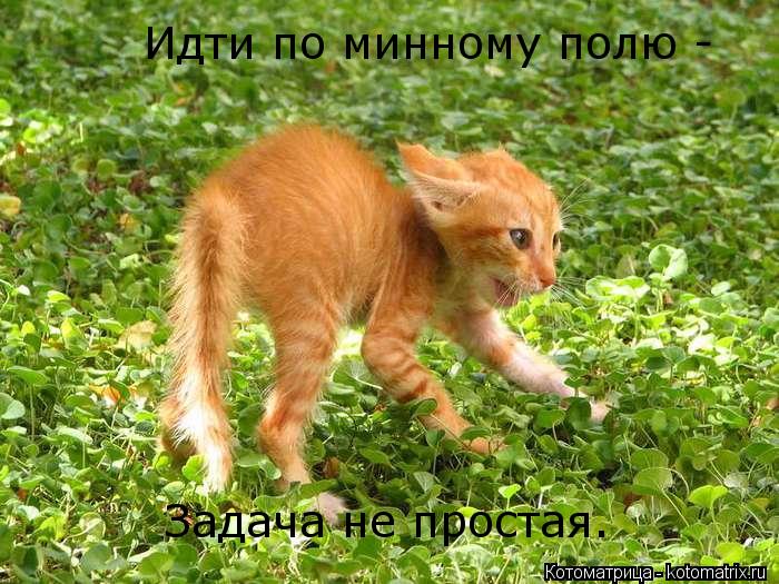 Котоматрица: Задача не простая. Идти по минному полю -