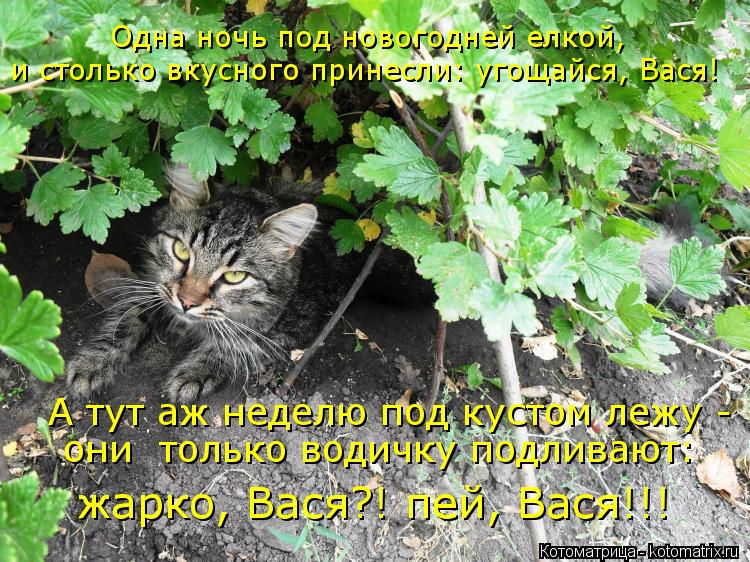 Одна ночь под новогодней елкой, и столько вкусного принесли: угощайся, Вася! А тут аж неделю под кус... Котоматрица: Одна ночь под новогодней елкой, и столько вкусного принесли: угощайся, Вася! А тут аж неделю под кустом лежу - они только водичку подливают: