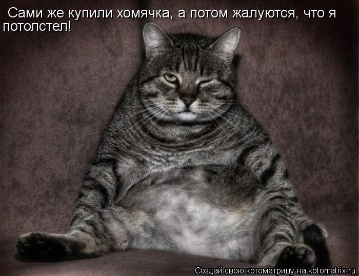 Сами же купили хомячка, а потом жалуются, что я потолстел!... Котоматрица: Сами же купили хомячка, а потом жалуются, что я потолстел!