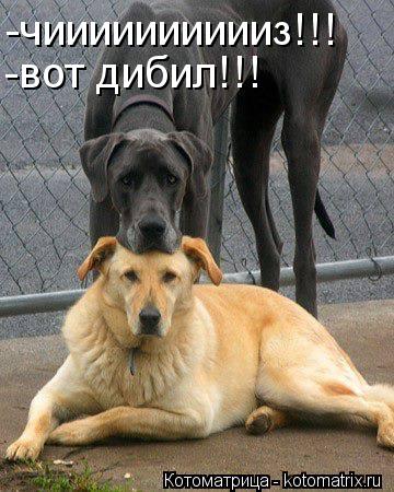 -чииииииииииз!!! -вот дибил!!!... Котоматрица: -чииииииииииз!!! -вот дибил!!!