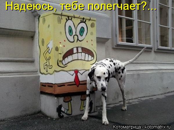 Надеюсь, тебе полегчает?...... Котоматрица: Надеюсь, тебе полегчает?...