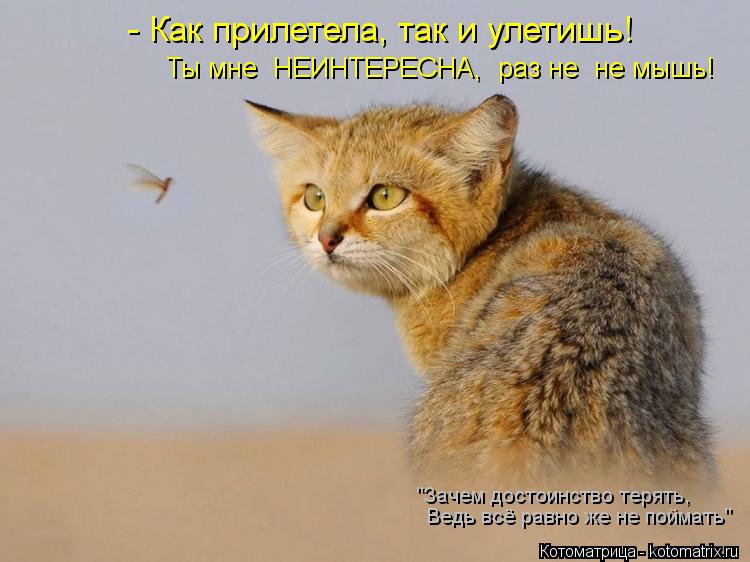 http://kotomatrix.ru/images/lolz/2013/07/10/kotomatritsa_BZ.jpg