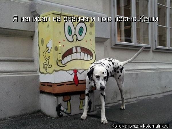 Я написал на спанча и пою песню Кеши.... Котоматрица: Я написал на спанча и пою песню Кеши.