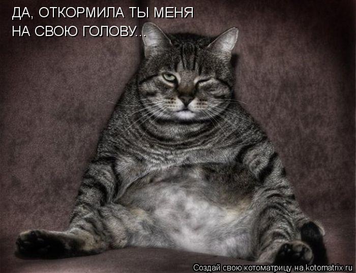 ДА, ОТКОРМИЛА ТЫ МЕНЯ НА СВОЮ ГОЛОВУ...... Котоматрица: ДА, ОТКОРМИЛА ТЫ МЕНЯ НА СВОЮ ГОЛОВУ...