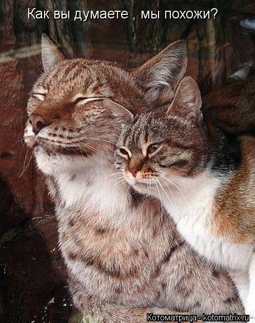 Как вы думаете , мы похожи?... Котоматрица: Как вы думаете , мы похожи?