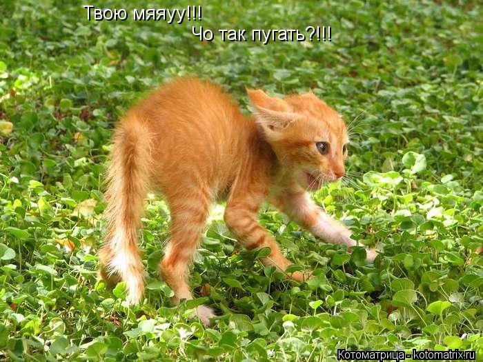 Твою мяяуу!!! Чо так пугать?!!!... Котоматрица: Твою мяяуу!!! Чо так пугать?!!!