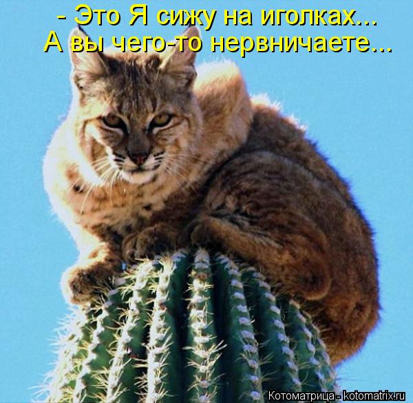 - Это Я сижу на иголках... А вы чего-то нервничаете...... Котоматрица: - Это Я сижу на иголках... А вы чего-то нервничаете...
