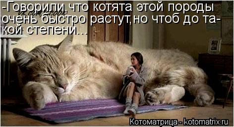 -Говорили,что котята этой породы очень быстро растут,но чтоб до та- кой степени...... Котоматрица: -Говорили,что котята этой породы очень быстро растут,но чтоб до та- кой степени...