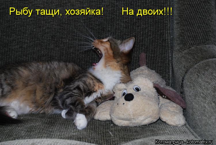Котоматрица: Рыбу тащи, хозяйка!  На двоих!!!