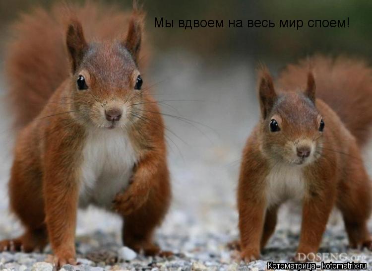 Мы вдвоем на весь мир споем!... Котоматрица: Мы вдвоем на весь мир споем!