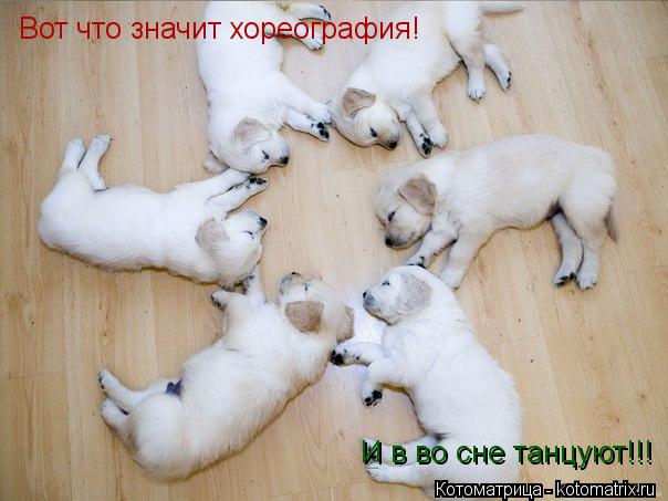 Котоматрица: Вот что значит хореография! И в во сне танцуют!!!